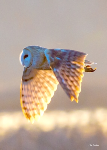 barn-owl-flyby