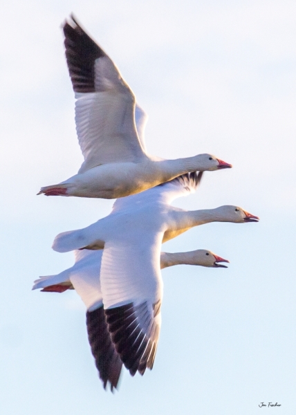 snowgeese-honk