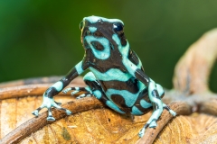 green-and-black-poison-dart-frog