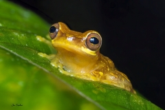 hour-glass-frog