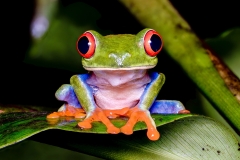 red-eyed-tree-frog