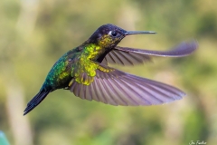 Fiery-Throated Hummingbird