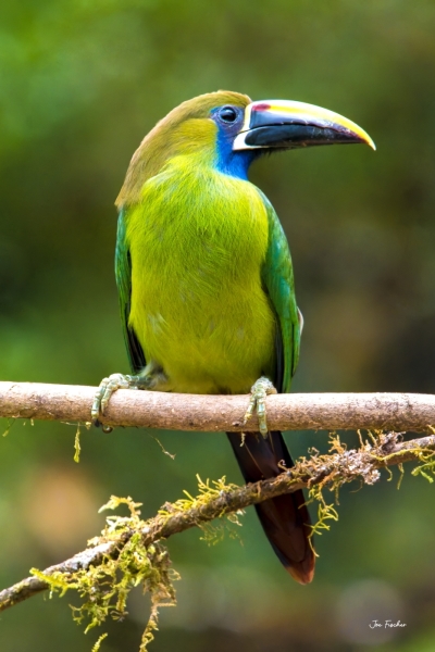 emerald-toucanet