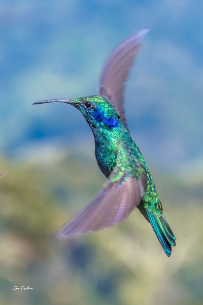 Mexican Violetear, Talamanca