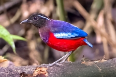 pitta-crowned-endemic-sabah