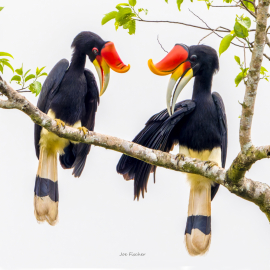 hornbill-couple-Borneo