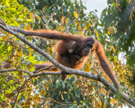 orangutan-mom-baby-jump