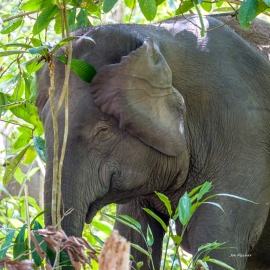 pigmy-elephant-Borneo