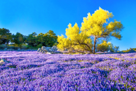 lupine-neon-tree-sunrise