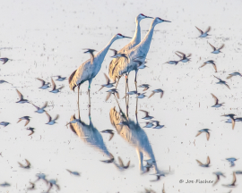 sandhill-crane-reflection