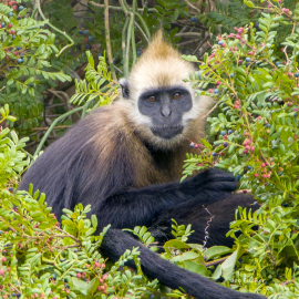 cat-ba-langur-endangered