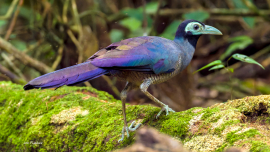 Bornean-Ground-Cuckoo