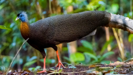 argus-pheasant-Borneo