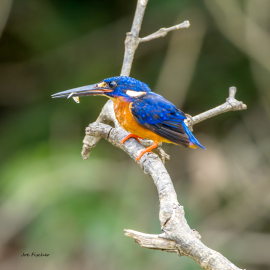 blue-eared-kingfisher