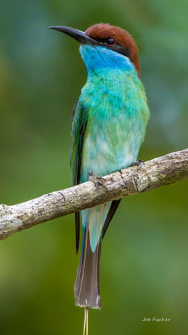 blue-throated-bee-eater