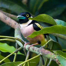 broadbill-black-yellow