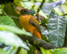 cinnamon-rumped-trogon