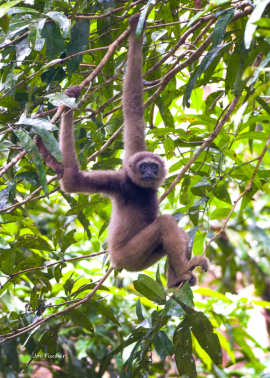 gibbon-ape-monkey-Borneo