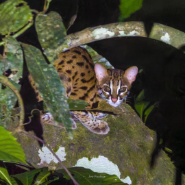 leopard-cat-Saba