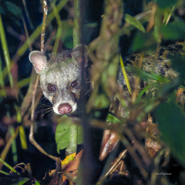 malay-civet-viverra