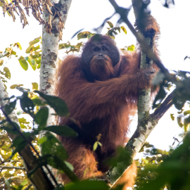 male-orangutan