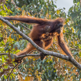 mom-baby-orangutan002