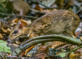 mouse-deer-lesser-sabah