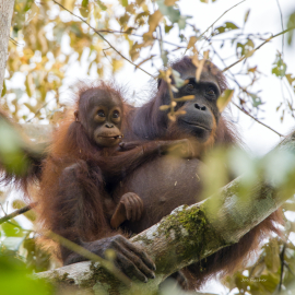 orangutan-baby-mom