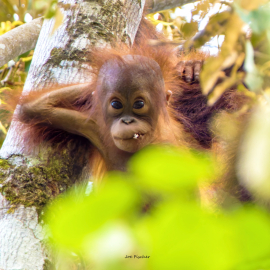 orangutan-baby-pose