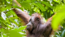 orangutan-female-forest