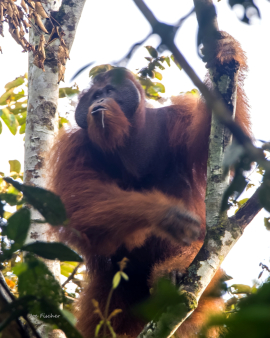 orangutan-male-sabah-Borneo