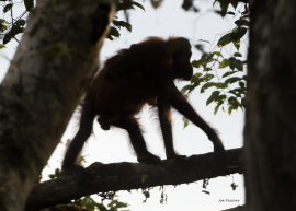 orangutan-silhouette