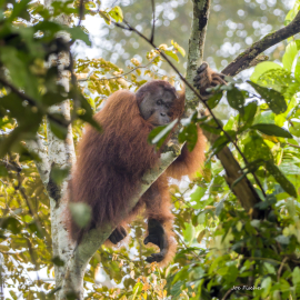 orangutan-sleeping