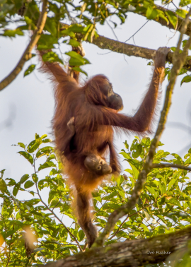 orangutan-swinging-trees