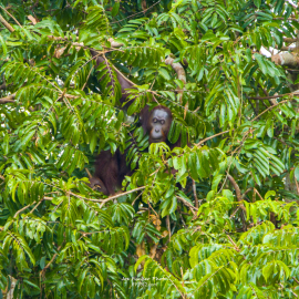 orangutan-tree-hide