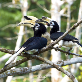 oriental-hornbill