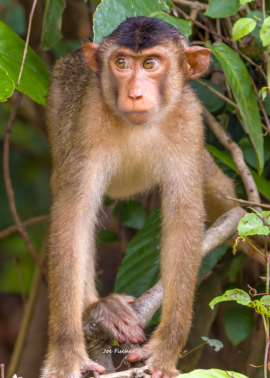 pig-tail-macaque