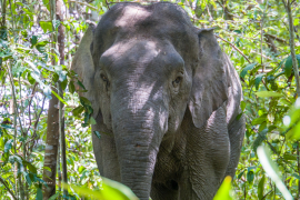 pygmy-male-elephant