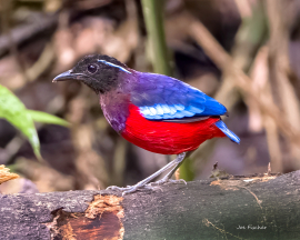 pitta-crowned-endemic-sabah