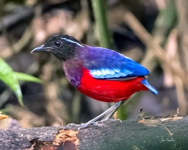 pitta-crowned-endemic-sabah