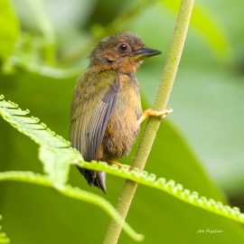 rufous-piculet-male