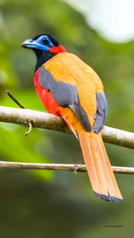 scarlet-rumped-trogon