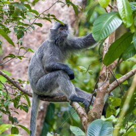 silvered-leaf-langur