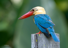 stork-billed-kingfisher