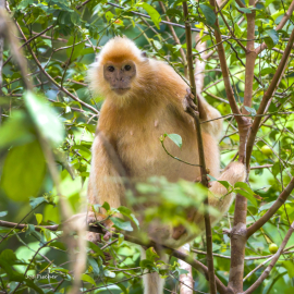 white-silver-leaf-monkey