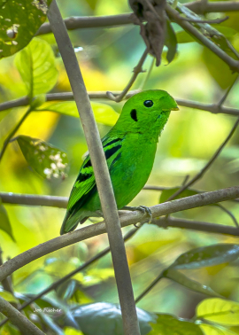 whiteheads-broadbill