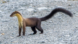 yellow-throat-marten