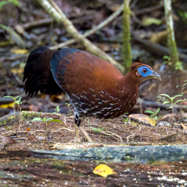 Bornean-Crested-Fireback-female