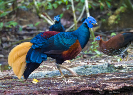 Bornean-Crested-Fireback