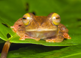 Harlequin-Tree-Frog